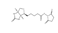  35013-72-0        D-生物素 N-羥基琥珀酰亞胺酯	      D-Biotin N-Succinimidyl Ester	