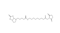 596820-83-6       Biotin-PEG2-NHS	(+)-生物素-PEG2-NHS酯	