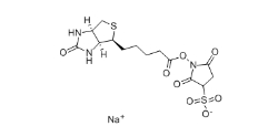 119616-38-5         蛋白標(biāo)記用 Biotin Sulfo-Osu	    生物素 3-磺酸基-N-羥基琥珀酰亞胺鈉鹽	