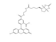  957494-27-8          生物素（5-熒光素）綴合物 	         BIOTIN (5-FLUORESCEIN) CONJUGATE