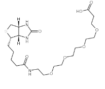  cas:721431-18-1，(+)-Biotin-PEG24-CH2CH2COOH ，15-[D-(+)-生物素氨基]-4,7,10,13-四氧雜十五烷酸